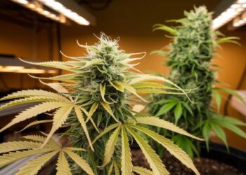 Fix Potassium Deficiency in Cannabis Fast