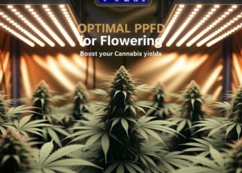 Optimal PPFD for Flowering