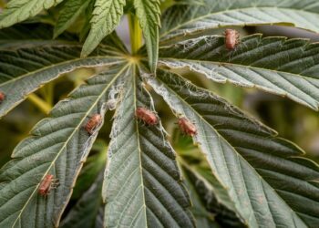 Spider Mites on Cannabis