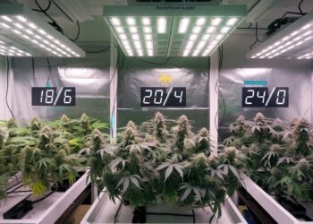 Autoflower Light Schedule