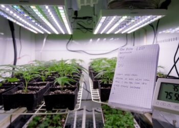 Best VPD for Seedlings