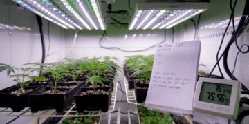 Best VPD for Seedlings