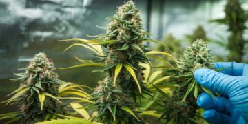 Bud Rot Treatment Tips