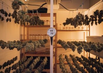 Dry and Cure Cannabis