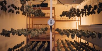 Dry and Cure Cannabis