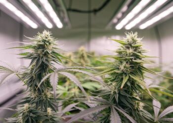 Early Signs of Male Plant in Weed You Should Know