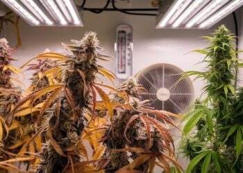 Heat Stress Weed Signs