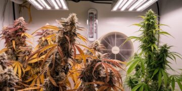 Heat Stress Weed Signs