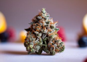 Lucky Charms Weed Strain