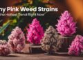 Pink Weed Strains