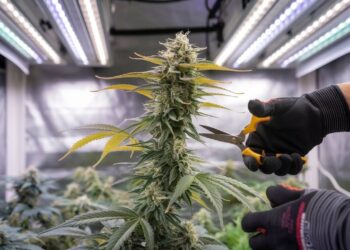 Practices for Pruning