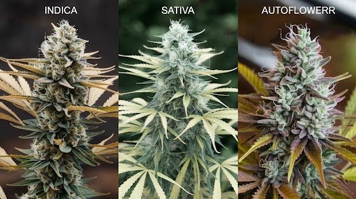 Strain-Specific Considerations