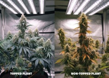 Topped Plant vs Non-Topped