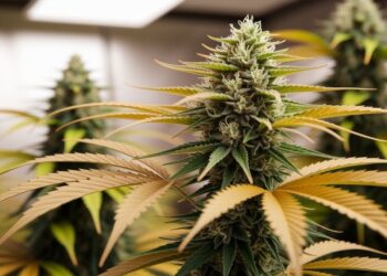 Weed Leaves Turning Yellow