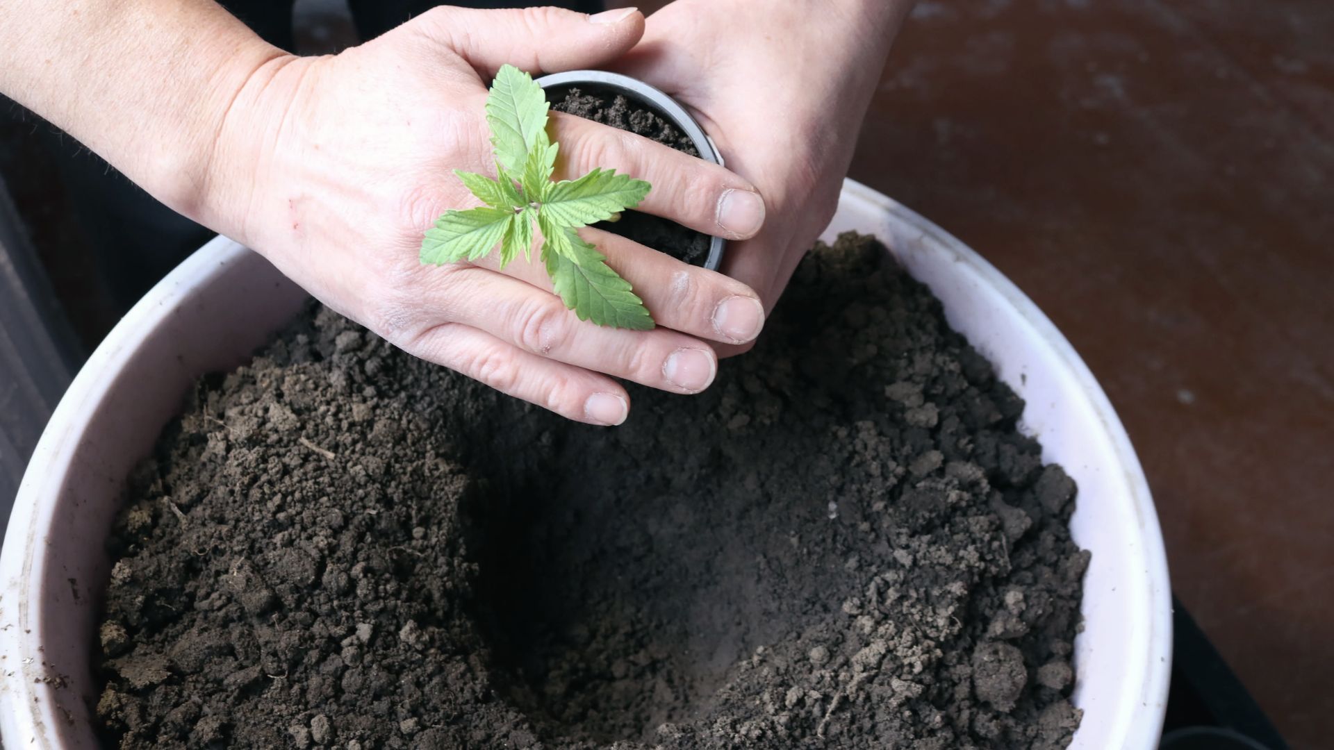 Hands gently transplanting cannabis seedling into a larger pot once 3-4 nodes have developed.
