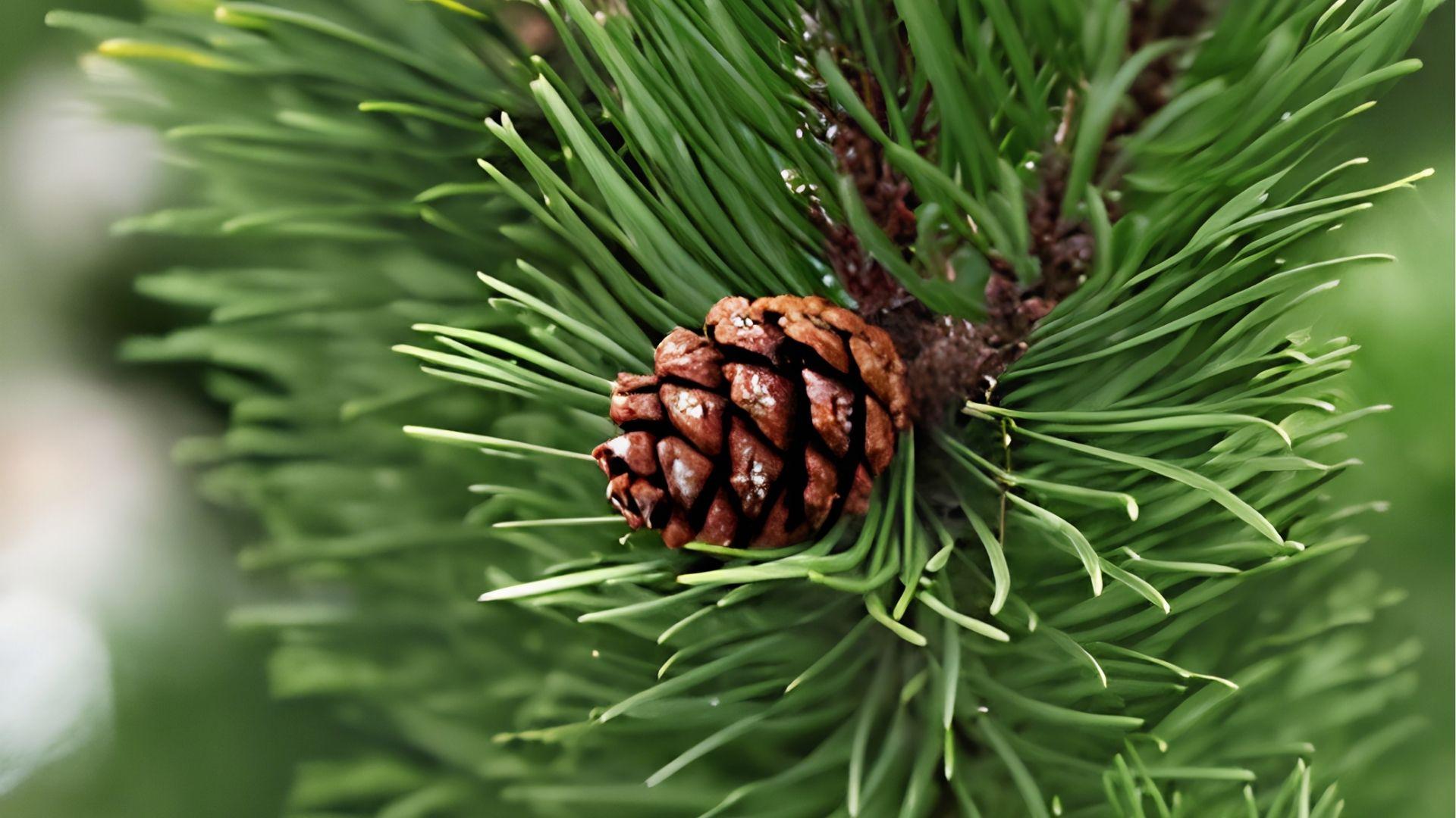 Pine branch with pinecone, natural source of pinene terpene that may help reduce anxiety and improve mental clarity