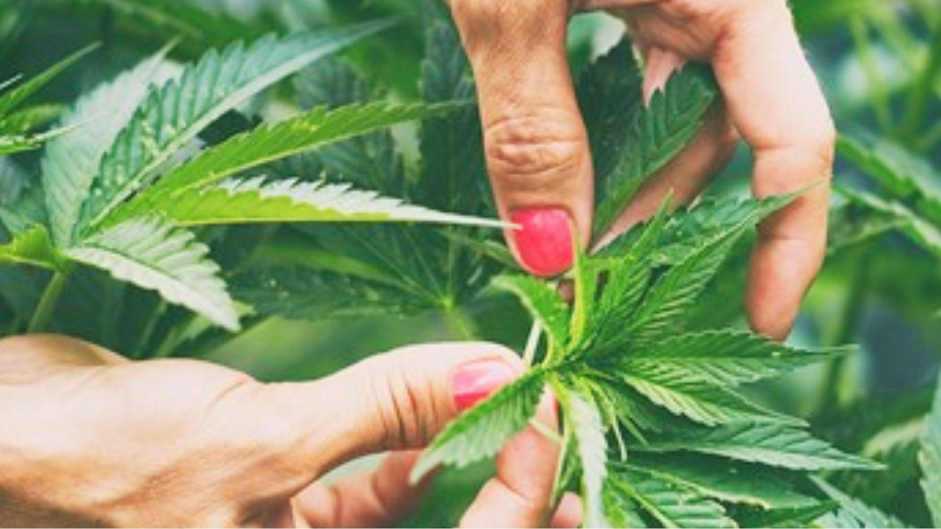 Hands with pink nail polish tending to vibrant cannabis plant leaves of energy-boosting strain in garden