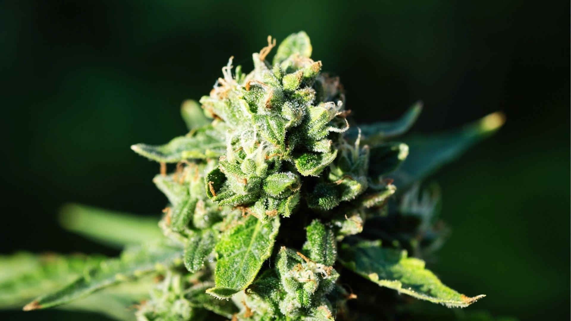 Sunlit cannabis bud covered in crystal trichomes, one of the best strains people use to combat depression