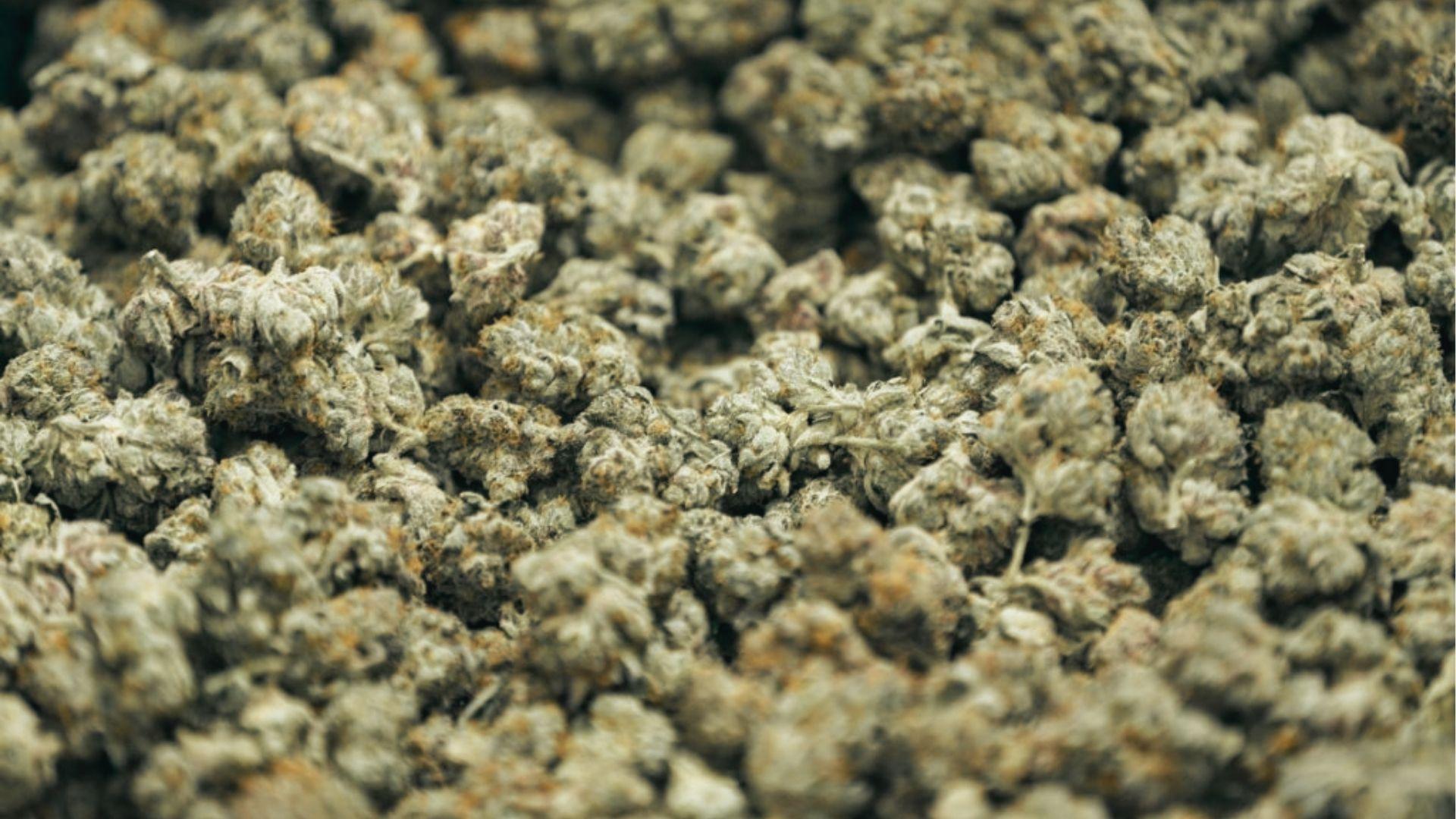Macro photograph of cured cannabis flower buds with frosty trichomes, orange hairs, and dense structure
