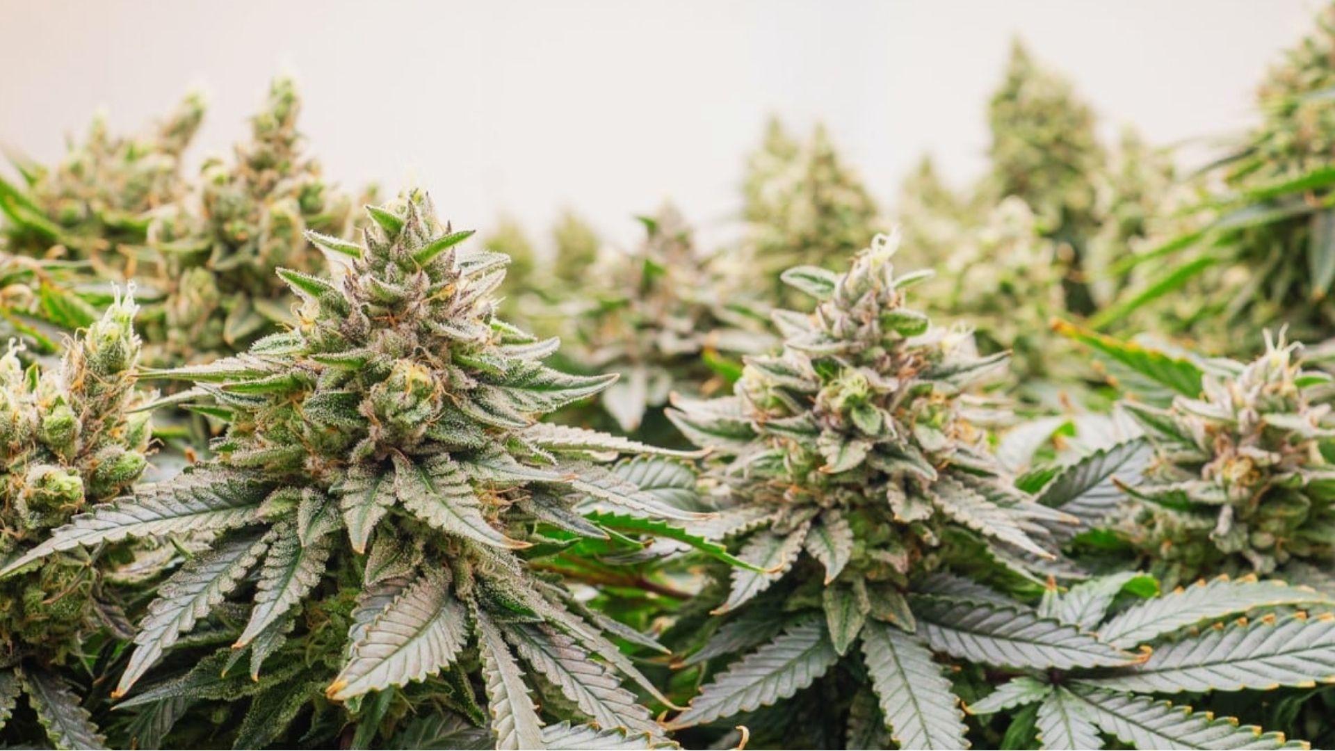 Mature cannabis energy strains with dense buds growing in indoor cultivation room
