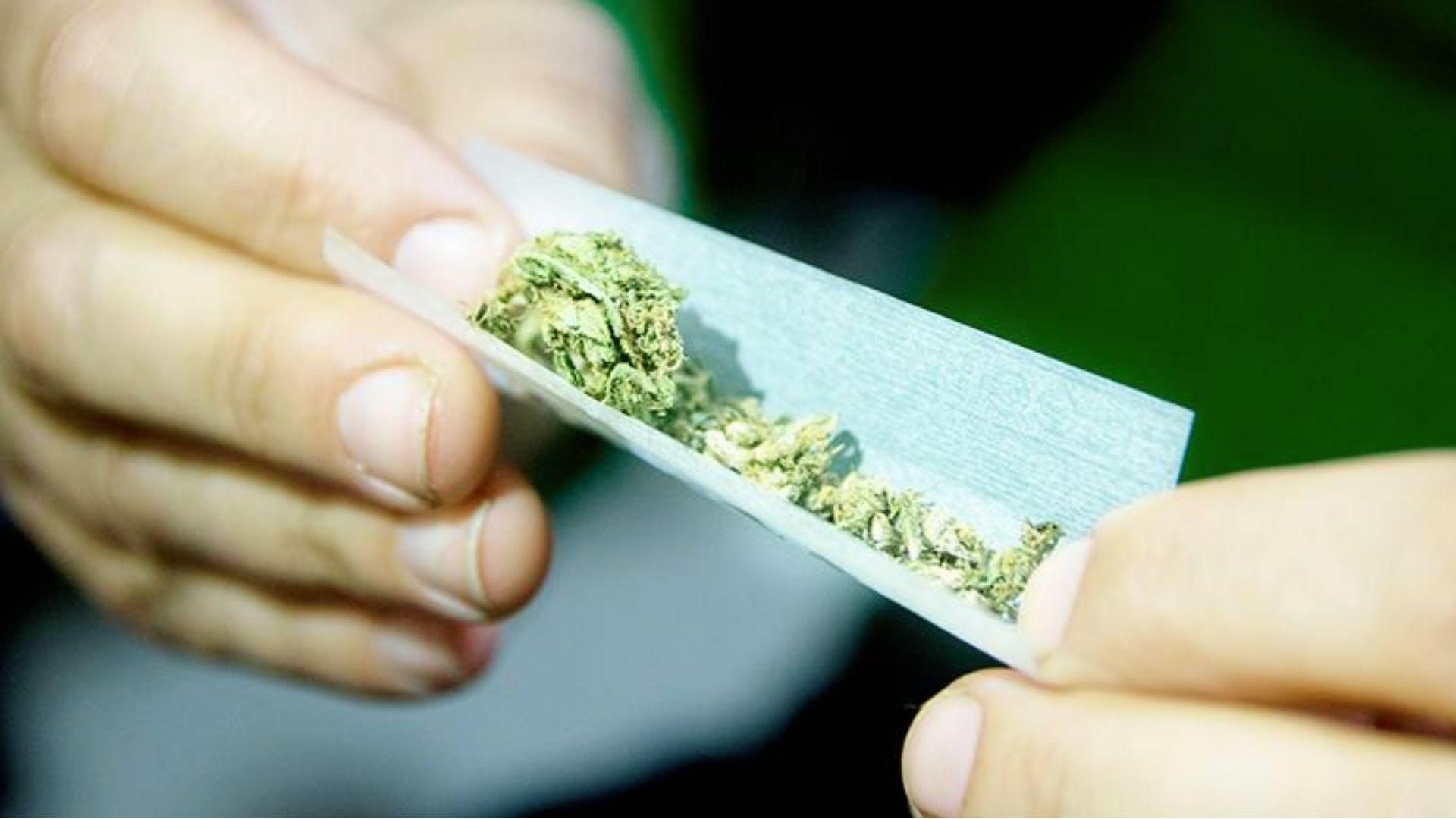 Close-up of hands rolling a joint with ground cannabis buds from energizing sativa strain for daytime focus
