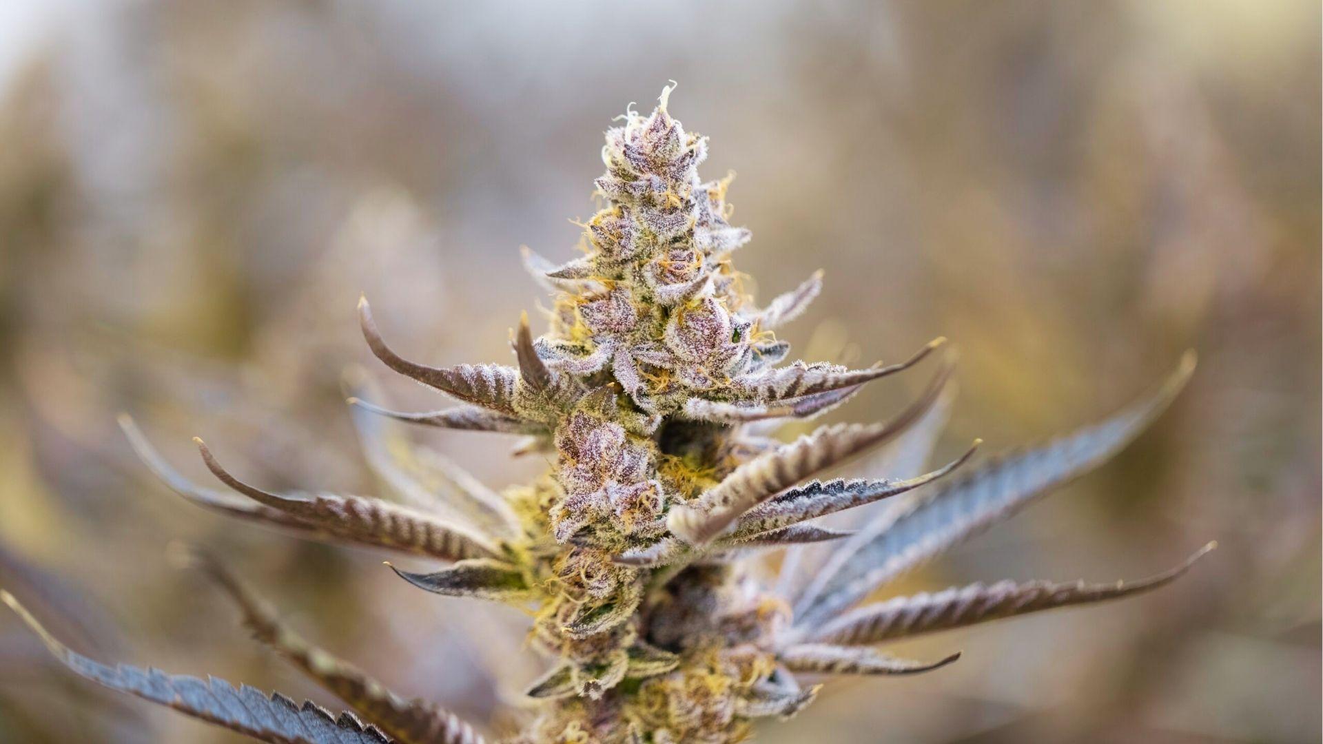 Frosty purple cannabis bud covered in trichomes, rich in myrcene and linalool terpenes known for anxiety relief properties
