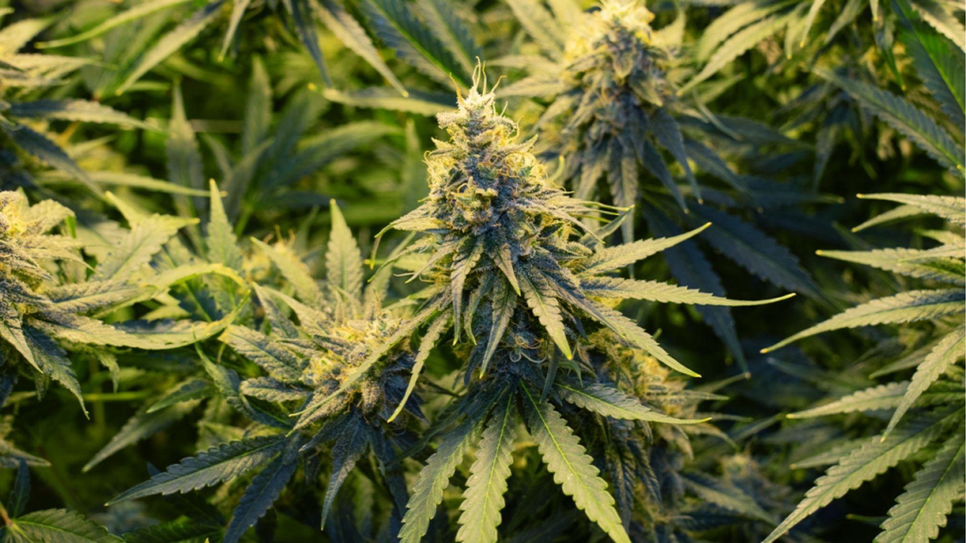 Mature indoor cannabis plant with dense green colas, example of therapeutic strains grown to manage stress and depression