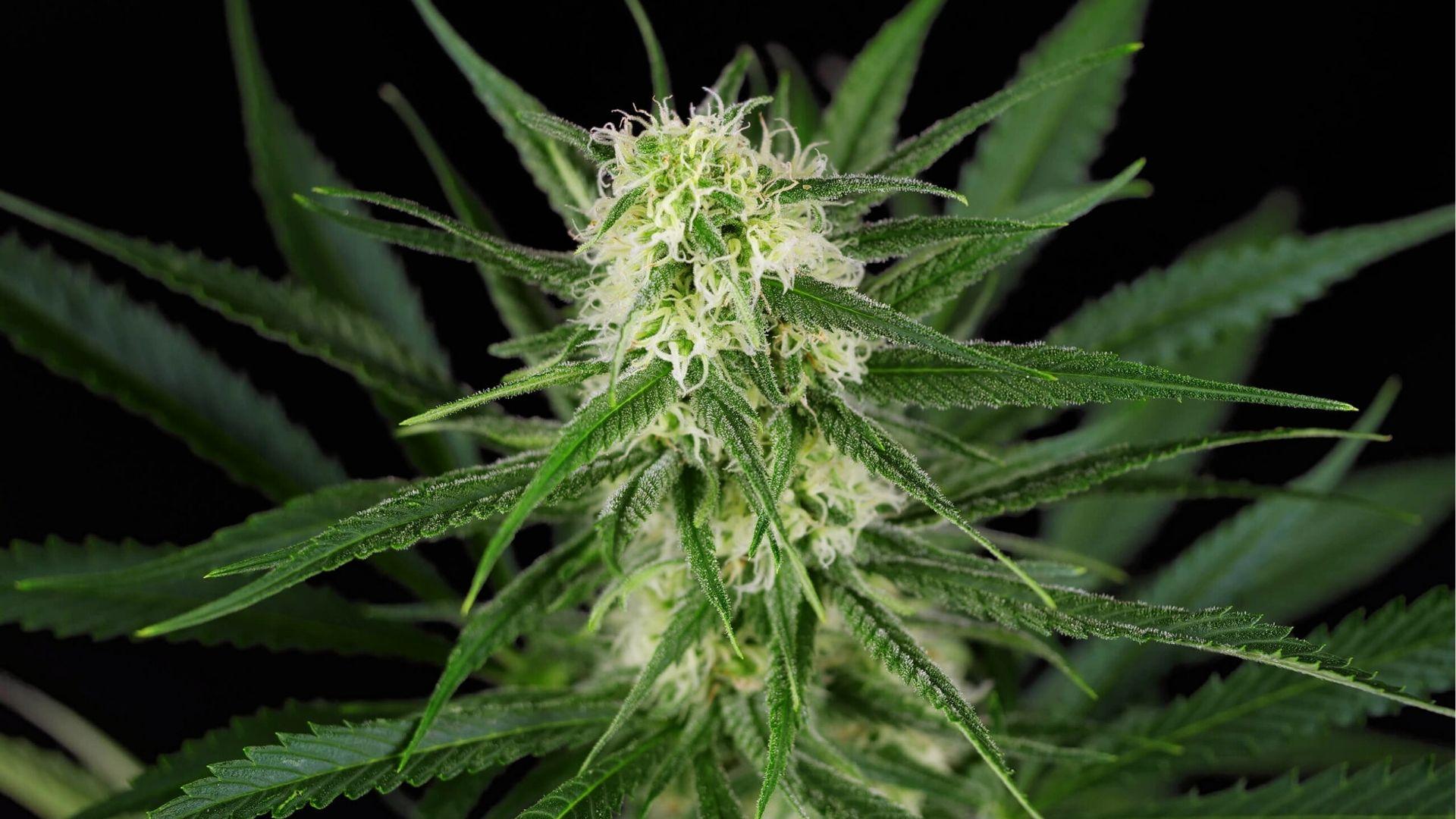 Vibrant cannabis bud with white pistils against black background, example of mood-elevating strains for depression management