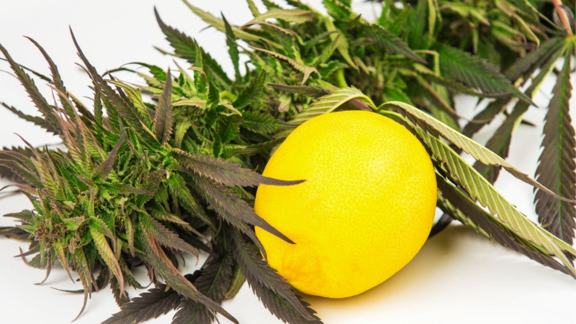 Dark cannabis buds with bright lemon on white background, showcasing limonene terpene that may help reduce anxiety symptoms