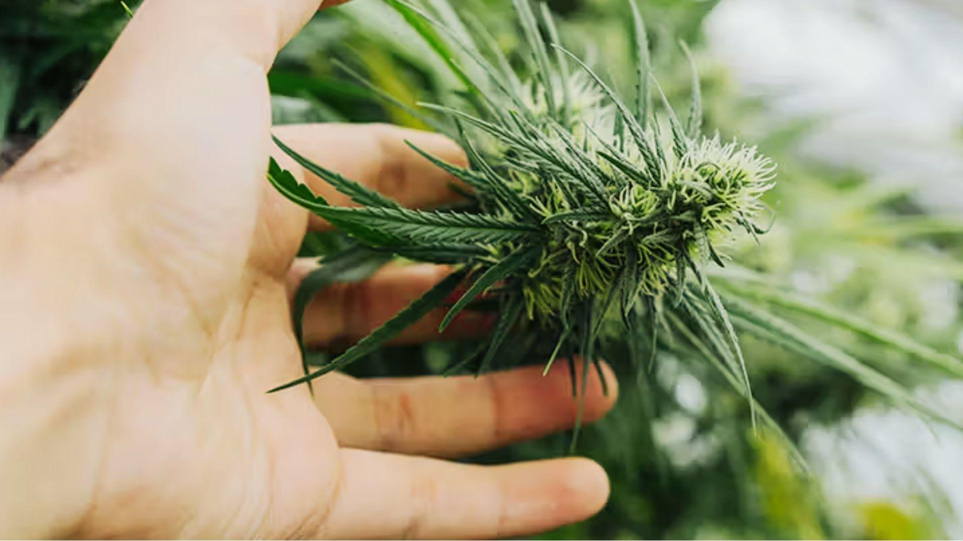 Hand holding cannabis cola with fresh white pistils from energizing sativa strain in greenhouse