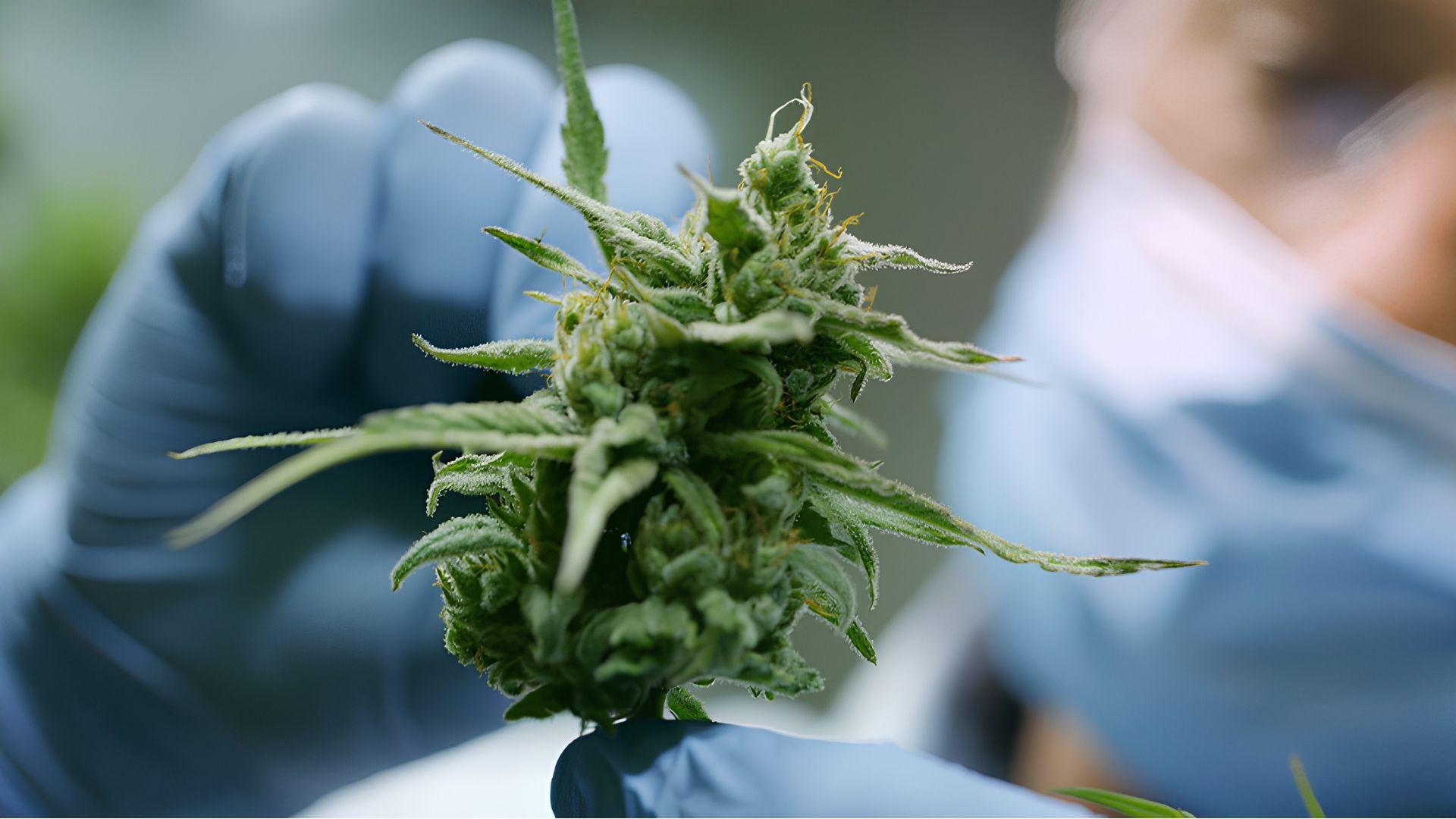 Scientist in gloves examines cannabis flower in lab, studying THC effects related to cannabis-induced anxiety after use.