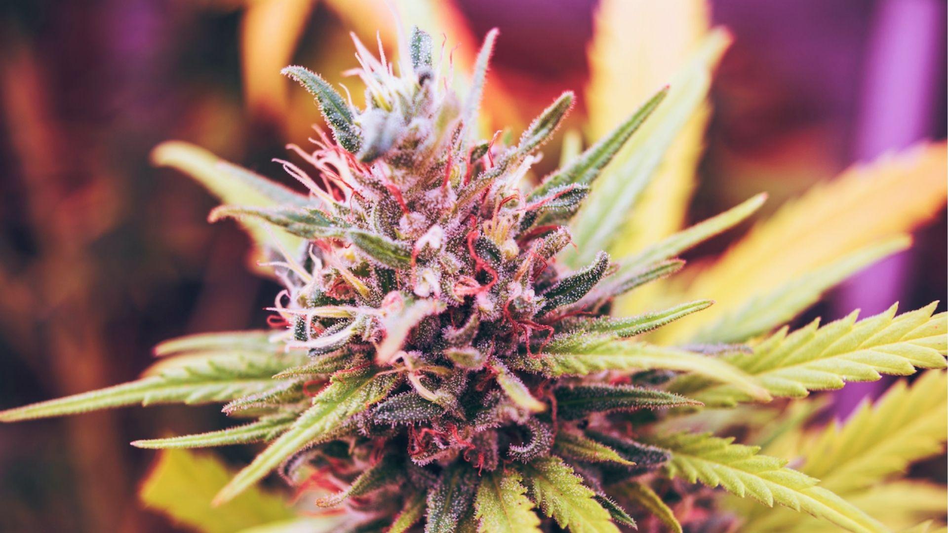 Colorful cannabis flower with purple hues and pink pistils, showcasing uplifting strains that may help improve mood and depression symptoms