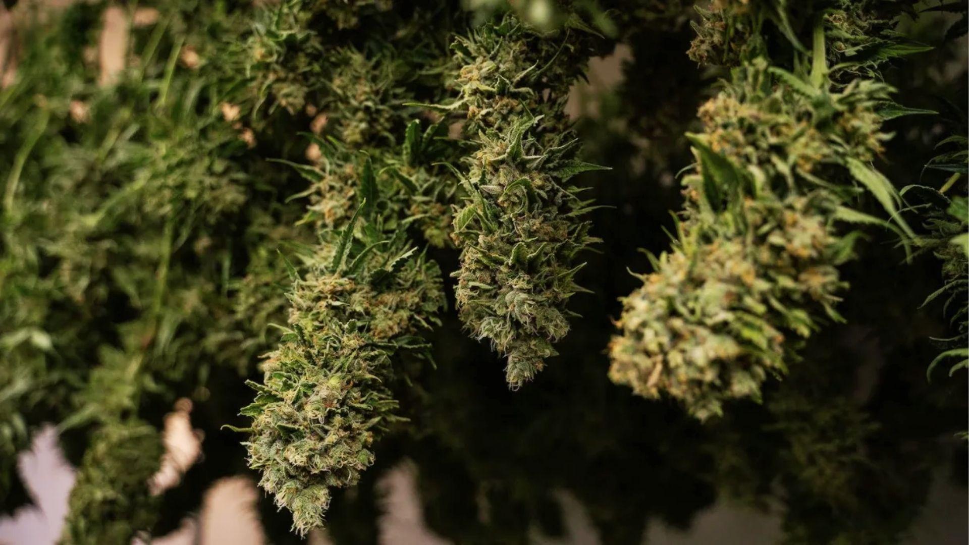 Mature cannabis buds hanging to dry, showing dense trichomes of strains often used for depression relief