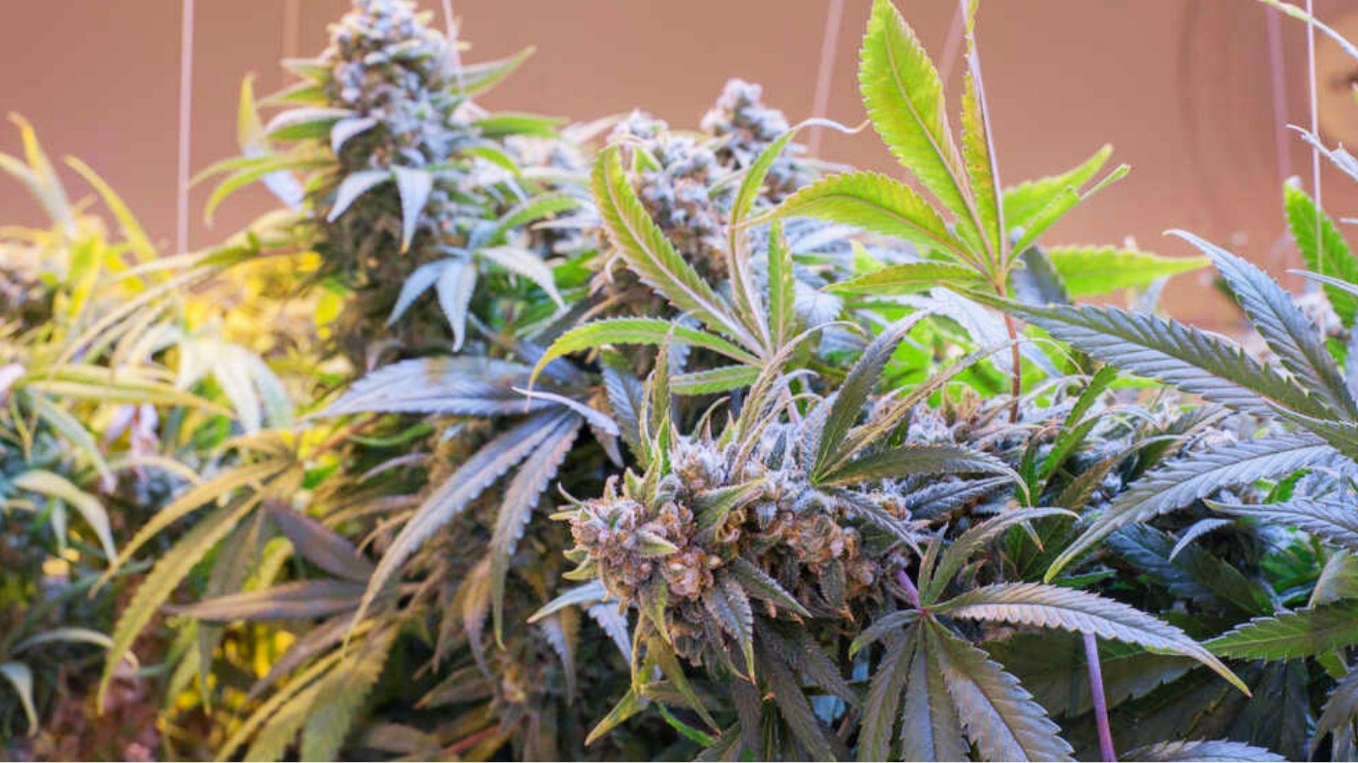 Mature cannabis plants with purple-tinged buds and frosty trichomes under grow lights for energy