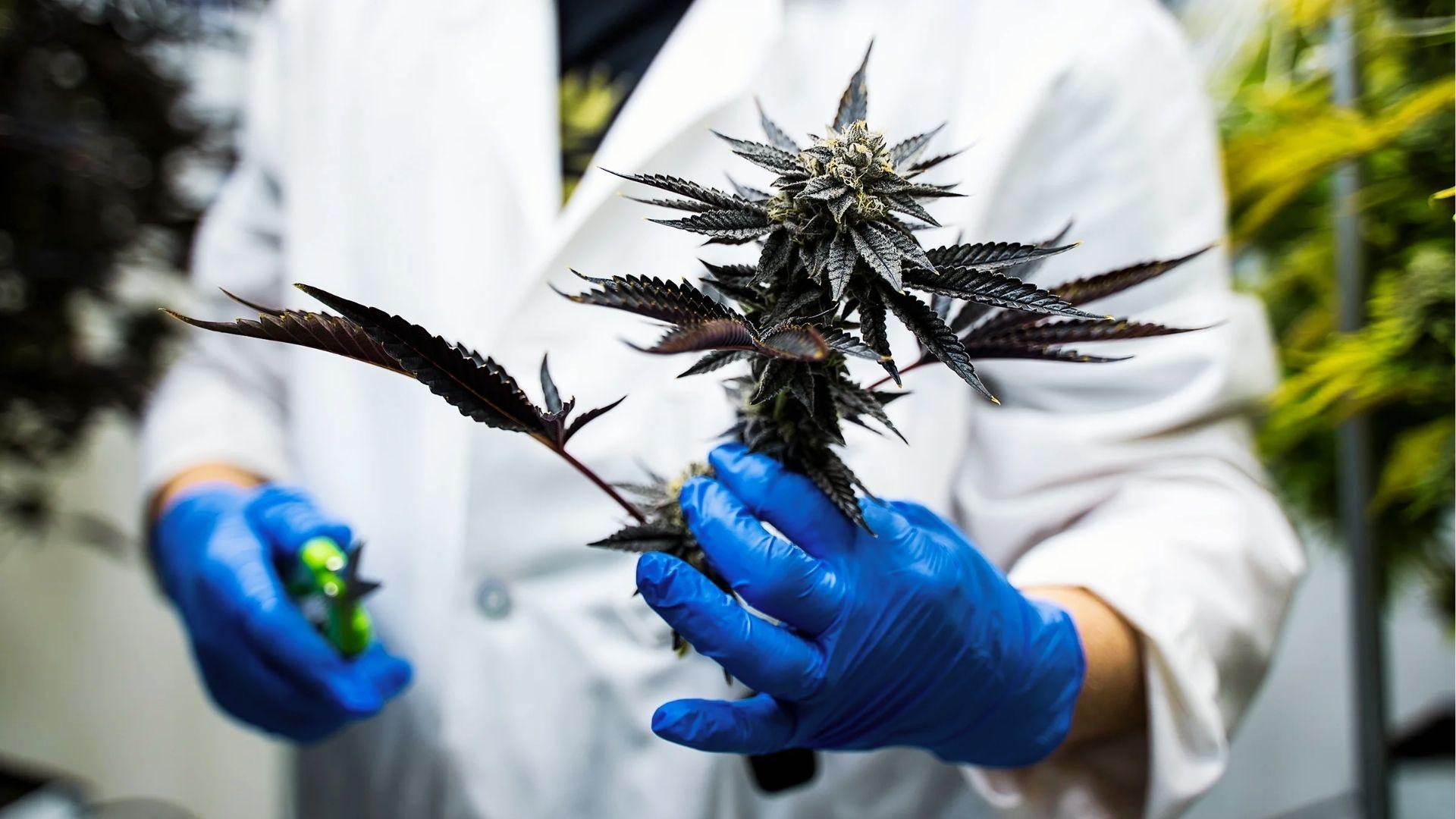Scientist in lab coat and blue gloves holding dark cannabis flower rich in calming terpenes used for anxiety relief research