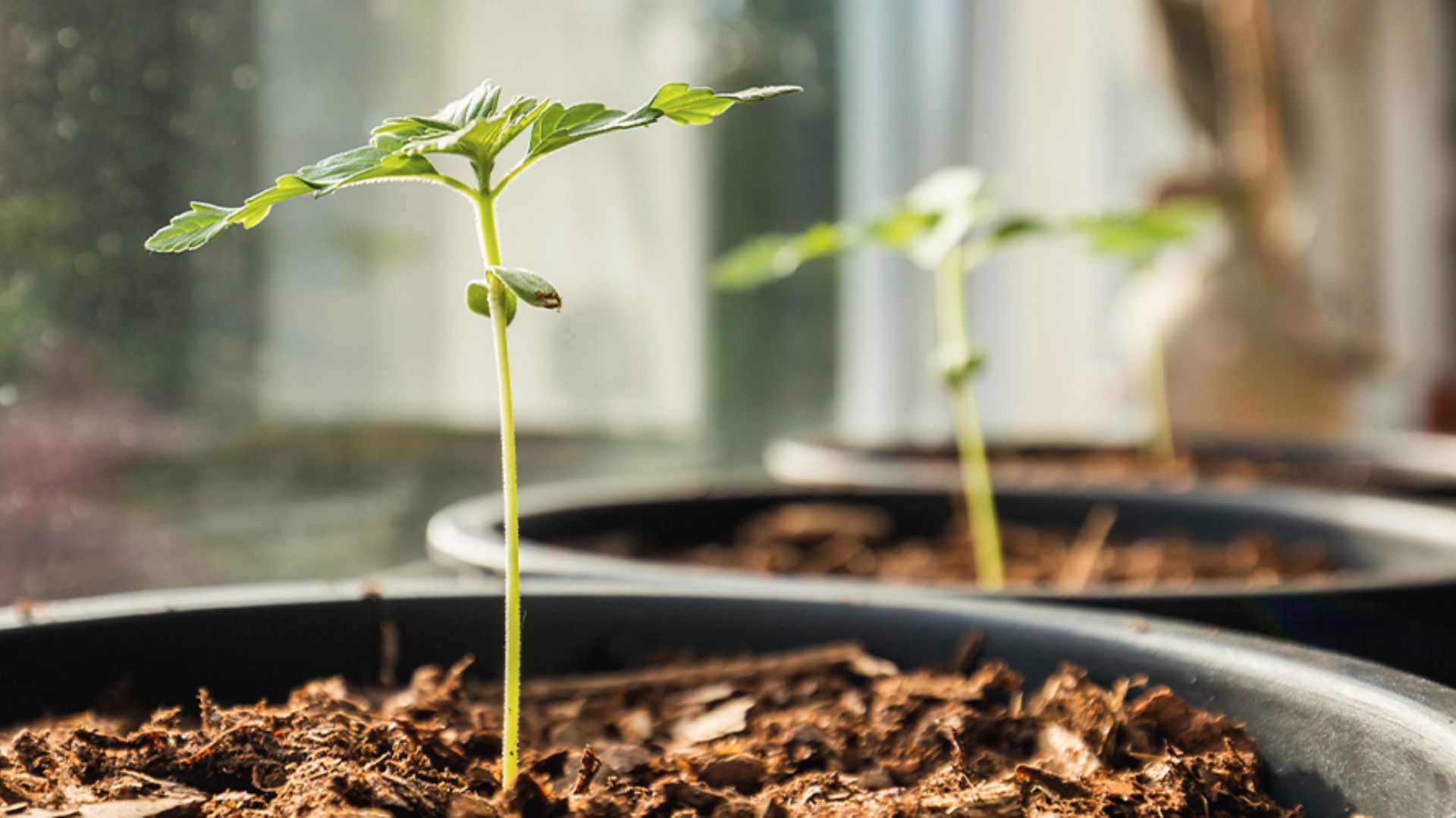 Young cannabis seedling with first true leaves stretching toward light, ready to transplant soon.
