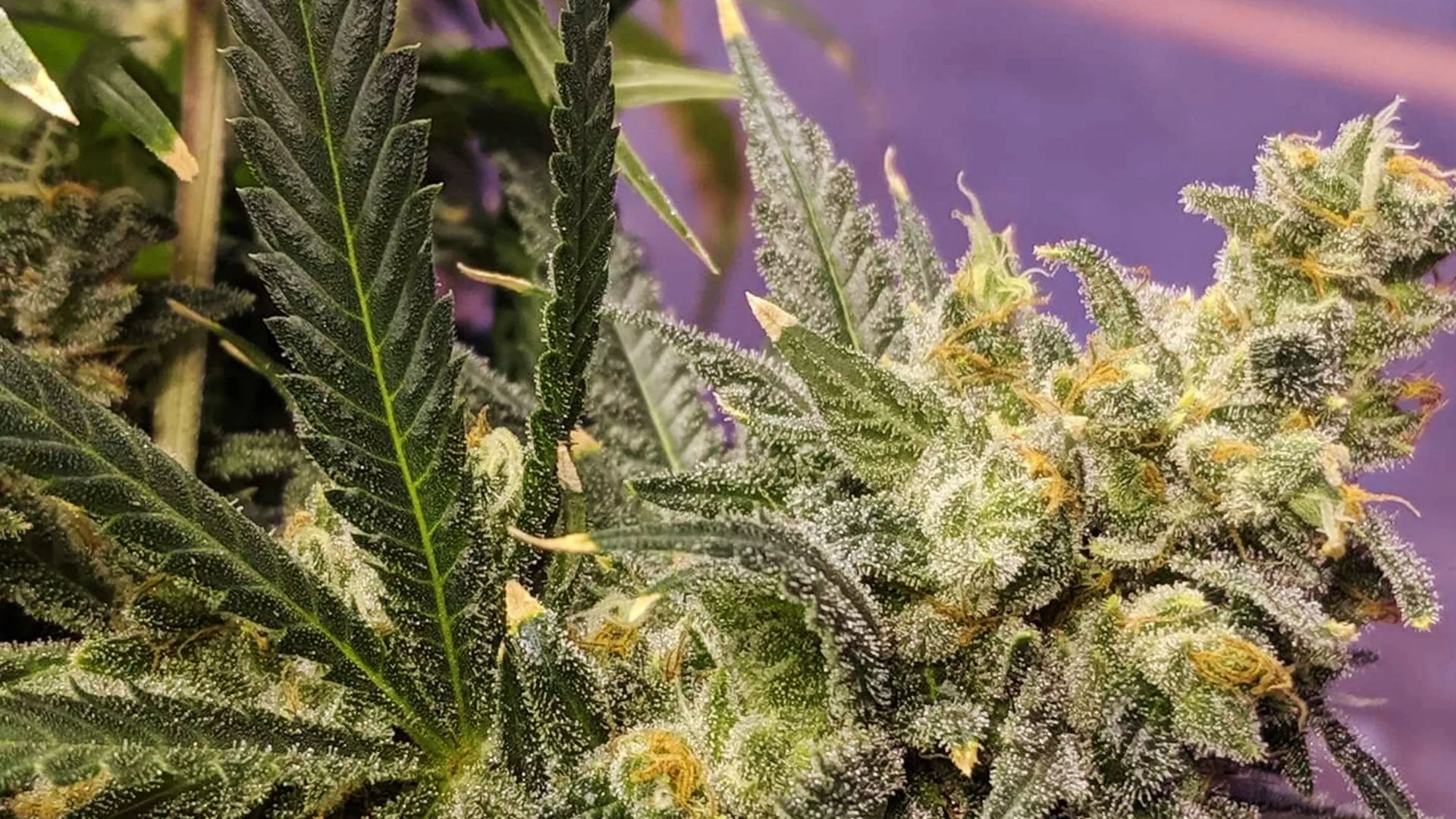 Close-up of frosty cannabis bud and serrated leaves of energy-boosting sativa strain