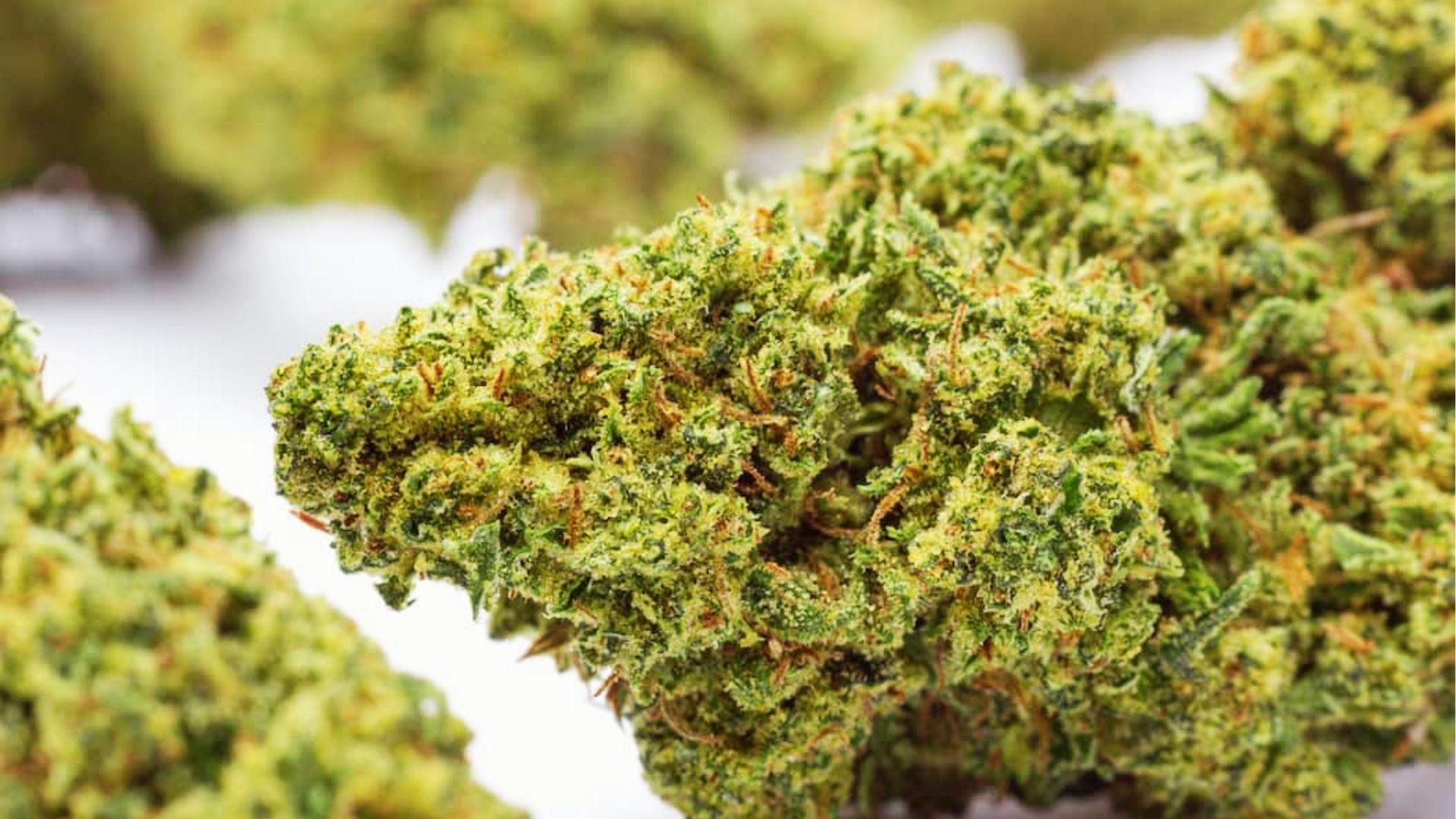 Close-up of resin-covered cannabis bud with amber hairs, one of the best strains reported for mood elevation and depression support