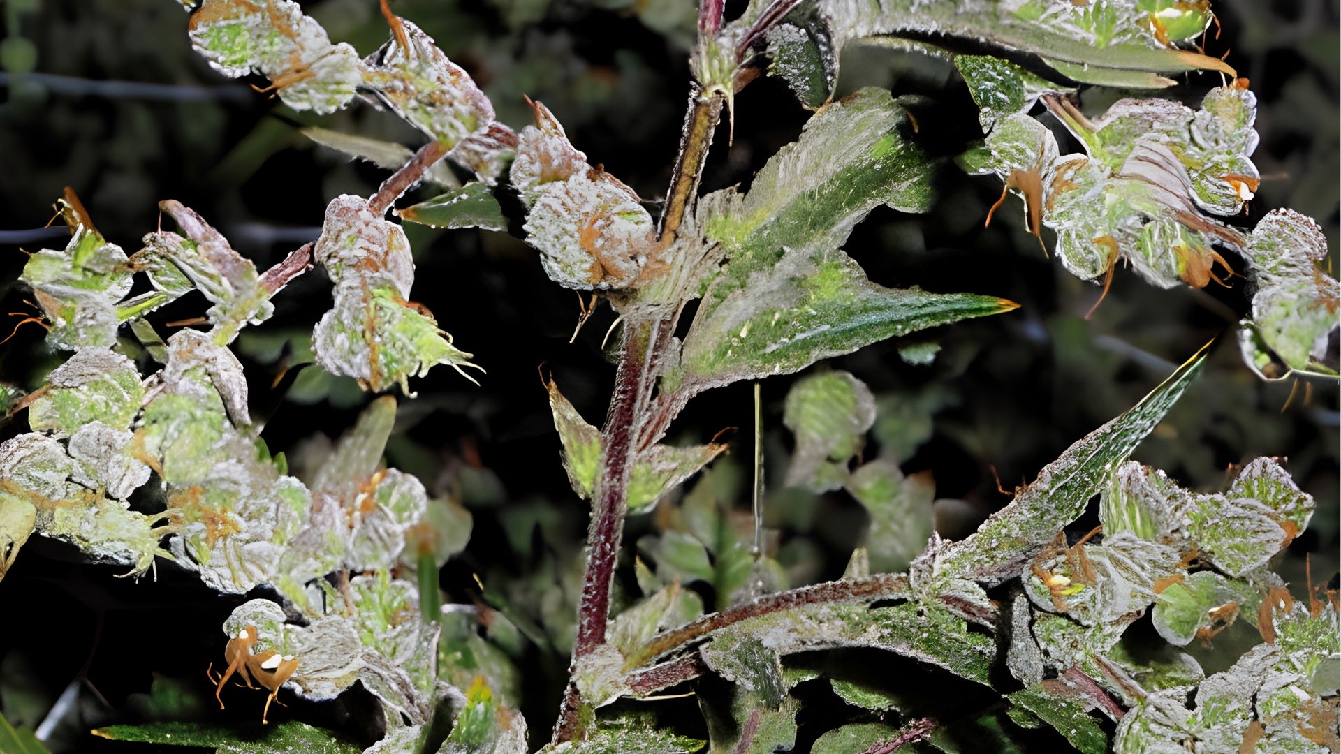 Close-up of trichome-covered cannabis buds and leaves from an energizing strain grown indoors at night