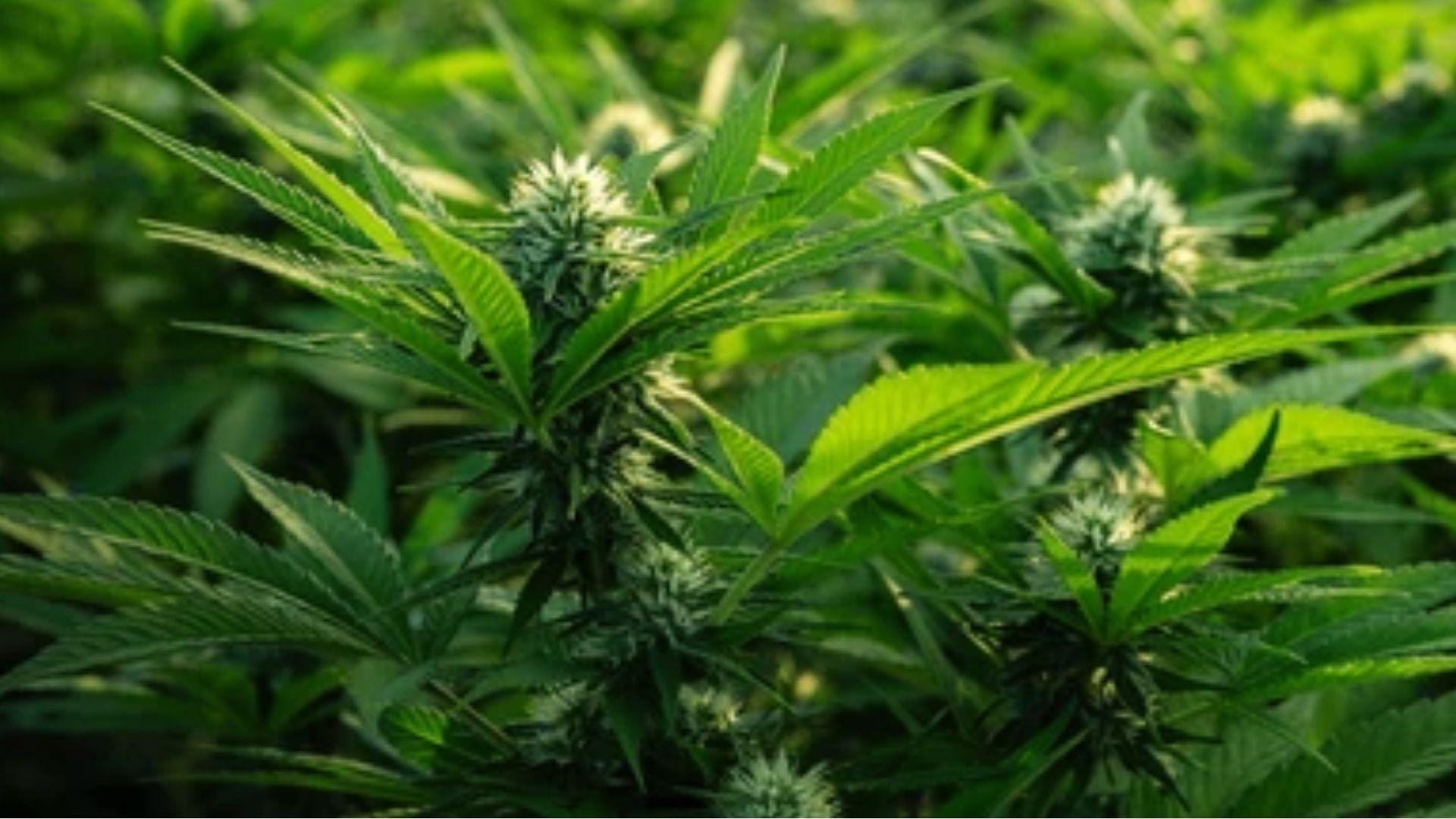 Lush outdoor cannabis plants with fresh green buds and leaves from energizing sativa strains growing under sunlight