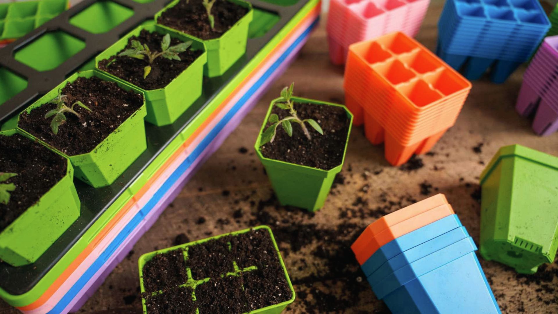 Cannabis seedlings in small starter pots outgrowing space, transplant before roots get bound.