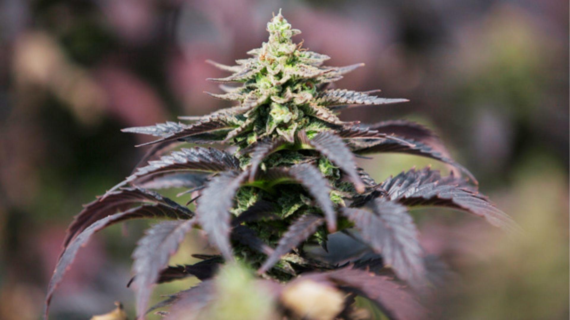 Purple-tinged cannabis plant with dense cola, showcasing colorful strains reported to help with depression and stress