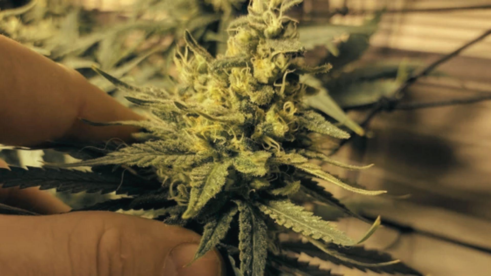 Hand holds live cannabis plant flower with green leaves and pistils under indoor grow lights