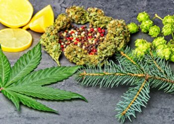Cannabis leaf, buds, lemon slices, peppercorns, hops, and pine branch displaying natural terpene sources like limonene and pinene for anxiety relief