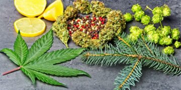 Cannabis leaf, buds, lemon slices, peppercorns, hops, and pine branch displaying natural terpene sources like limonene and pinene for anxiety relief