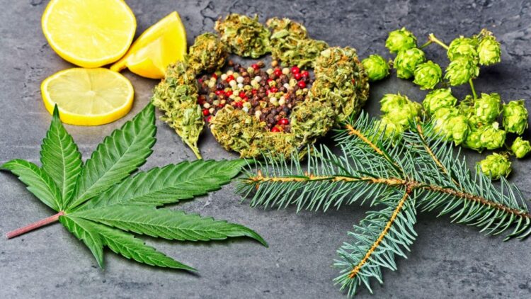 Cannabis leaf, buds, lemon slices, peppercorns, hops, and pine branch displaying natural terpene sources like limonene and pinene for anxiety relief