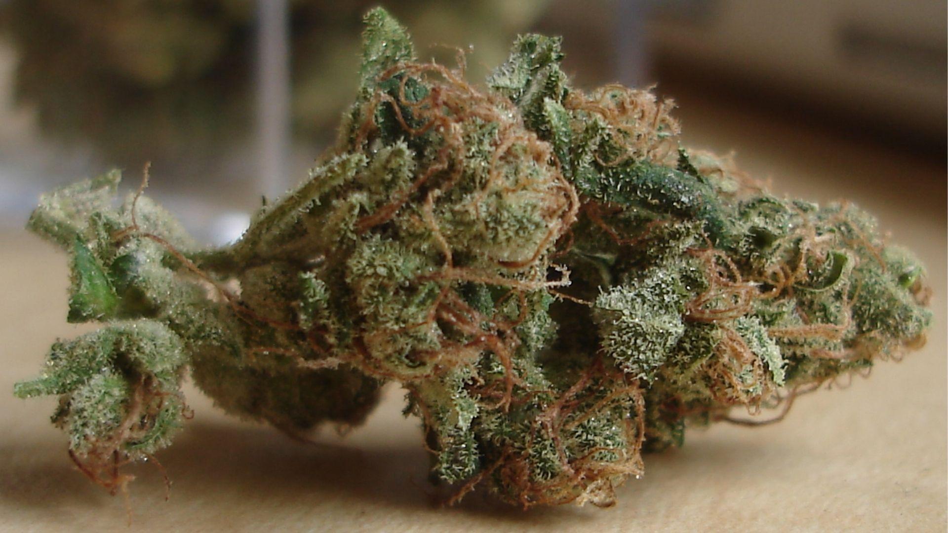Several cured cannabis buds with orange pistils and frosty trichomes, showing popular strains people research for depression relief