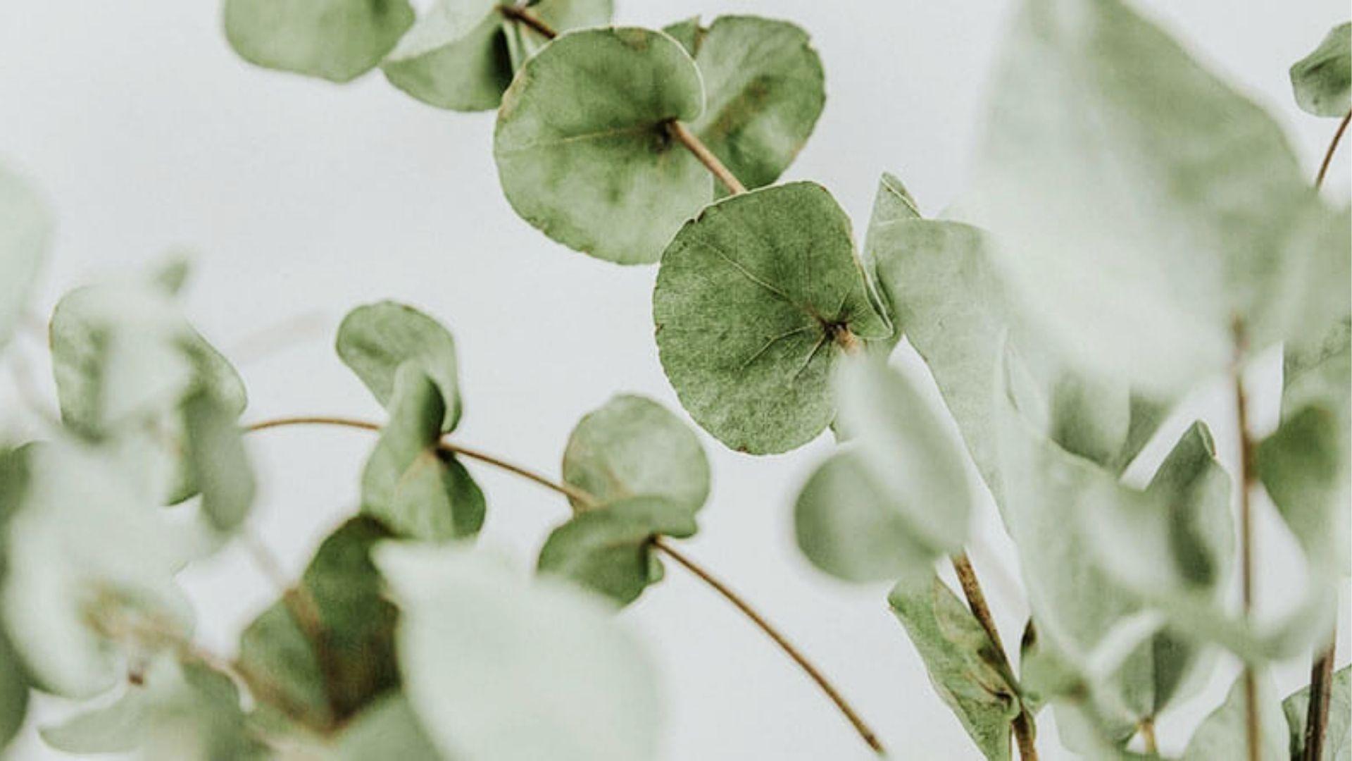 Soft focus eucalyptus leaves containing eucalyptol terpene, known for soothing stress and promoting anxiety relief