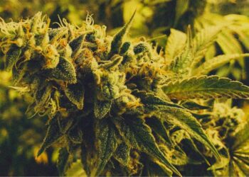 Mature cannabis flower with trichomes on plant, high in THC which can contribute to lasting anxiety after smoking.
