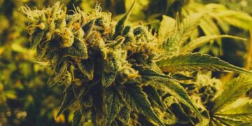 Mature cannabis flower with trichomes on plant, high in THC which can contribute to lasting anxiety after smoking.